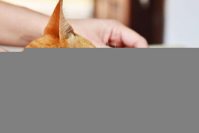  گرمای تابستان دشمن گربه‌ها؛ چگونه از آن‌ها در برابر این خطر بزرگ محافظت کنیم؟