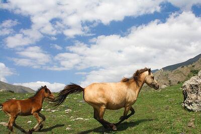  اینجا تابستان رنگ دیگری دارد؛ تصاویری متفاوت از طبیعت کوهستانی چالوس