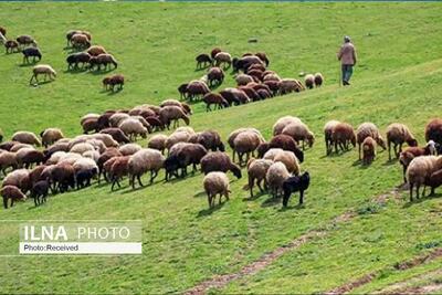  ۷ پرونده تخلف چرای غیرمجاز در ولایترود کرج تشکیل شد