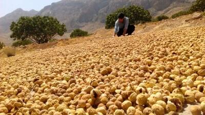  انجیر فارس در بازار چین و اروپا/ ۸۰ درصد تولید راهی صادرات می‌شود