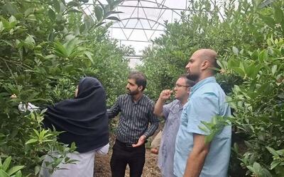  کنترل آفت تریپس به روش جدید در گلخانه‌های مازندران