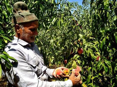  حراج دسترنج باغداران گلستانی در بازار؛ سودی که به جیب دلالان می رود!