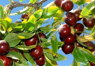  عناب نوبرانه در بازار خراسان جنوبی