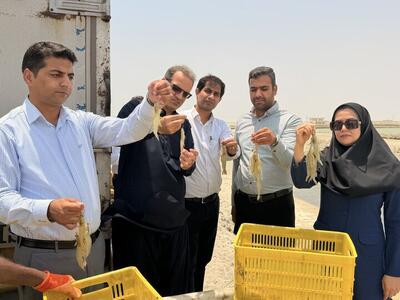  پیش‌بینی تولید ۴۴۰۰ تن میگوی پرورشی در سیستان و بلوچستان