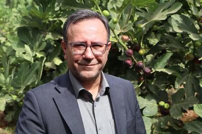  برداشت ۴۵ هزار تن انجیر در لرستان