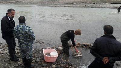  دستکم هشت هزار قطعه بچه‌ماهی آزاد در رودخانه چالکرود رامسر رهاسازی شد