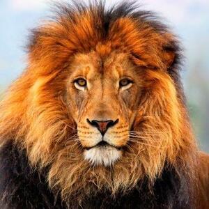  دو چهره از حیات وحش