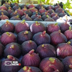  جایگاه دوم لرستان در تولید انجیر جهان