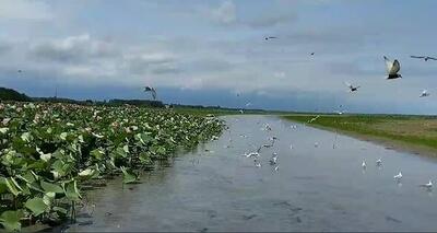 ثبت ۲۳۳ تالاب در فهرست رسمی آییننامه قانون حفاظت از تالابها