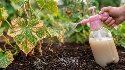محلول طبیعی برای نجات گیاهان از کپک و قارچ؛ بدون سموم شیمیایی