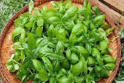 مدیریت سندرم قبل از قاعدگی با کمک یک سبزی خوش عطر