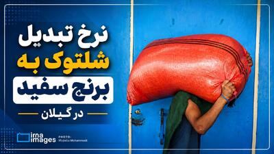 اینفوگرافیک| اعلام نرخ جدید تبدیل شلتوک به برنج سفید در گیلان
