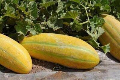 پیشبینی برداشت بیش از ۱۵ هزار تن خربزه و هندوانه از مزارع خراسان شمالی