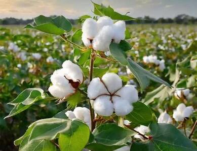  پایش روزانه بیش از ۳۰۰ هزار هکتار از مزارع تابستانه فارس برای شناسایی زودهنگام آفات