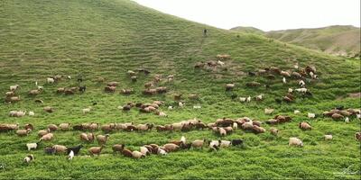  عضو هیئت علمی دانشگاه لرستان: دام موجود در جنگل‌های زاگرس سه برابر ظرفیت این عرصه‌هاست