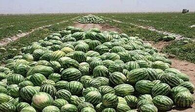 پیشبینی تولید بیش از ۱۵ هزار تن هندوانه در خراسانشمالی