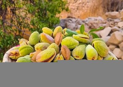 بادام «سنگی» کوهچنار در مسیر بازار/ برداشت تا پایان مرداد ادامه دارد