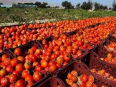  استهبان در مسیر تأمین گوجه‌فرنگی بازار/ آغاز برداشت تابستانه