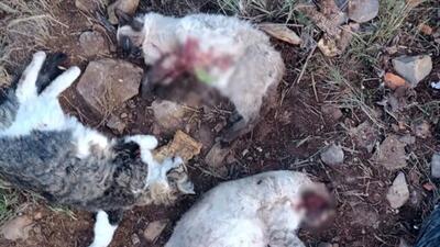 ۹ ماه تحقیق برای حل پرونده قتل چهار گربه | رد گلولهها قاتل را لو داد؟
