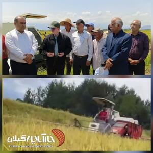 فرماندار لنگرود: سیاستهای حمایتی دولت سطح زیرکشت برنج را هزار هکتار افزایش داد