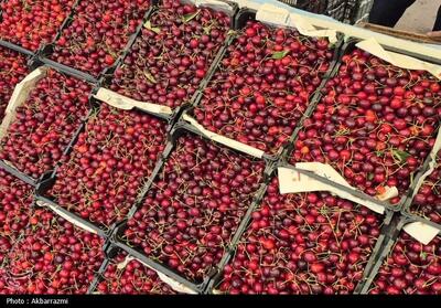  صادرات 2135 تن گیلاس و آلبالو از گلبهار به کشور روسیه - تسنیم