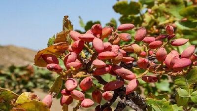  چالش صادرات پسته یزد؛ از انحصار تا بلاتکلیفی آزمایشگاه تخصصی