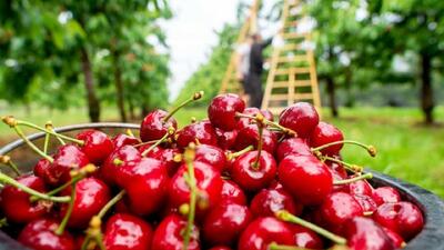  خرید توافقی بیش از ۳۵۰ تن آلبالو از باغداران آذربایجان غربی توسط شبکه تعاون روستایی