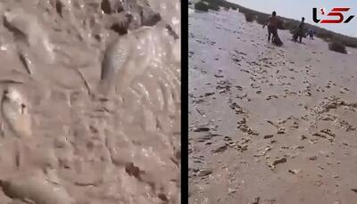  تنها یک ماه پس از جشن عجیب پرآبی، ماهی‌ها روی خاک خشک دارند جان می دهند