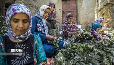  معاون جهاد: نوغانداری گلستان نیازمند سرمایه‌گذاری برای تکمیل زنجیره تولید است