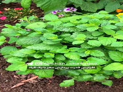  افزایش قدرت پردازش مغز با یک گیاه