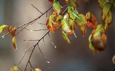  پاییز ۱۴۰۵ چگونه خواهد بود؟ جدیدترین پیش‌بینی درباره بارش، دما و تغییرات جوی / هشدار درباره تغییر الگوی بارش در پاییز ۱۴۰۵؛ هواشناسی از چه تحولاتی خبر می‌دهد؟ / پیش‌بینی غافلگیرکننده هواشناسی برای پاییز ۱۴۰۵؛ تغییر ناگهانی بارش‌ها و احتمال دگرگونی الگوی آب‌وهوا