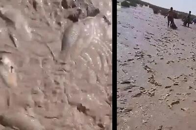  شوک جدید از هامون؛ پس از تصاویر پرآبی!