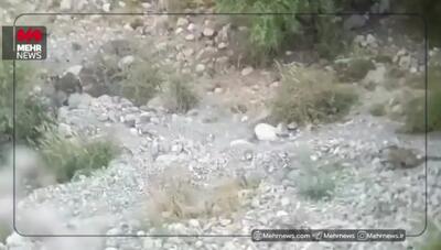 ویدئو؛  پلنگ ایرانی در پناه امنیت پارک ملی سالوک اسفراین