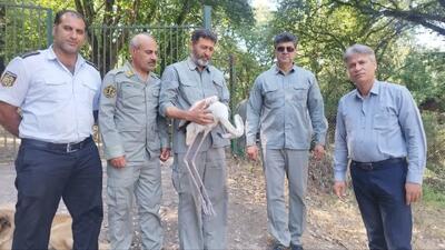 روایت فرود فلامینگو زخمی در خانه شهروند نکایی؛ پرنده مهاجر پس از تیمار در میانکاله رها شد