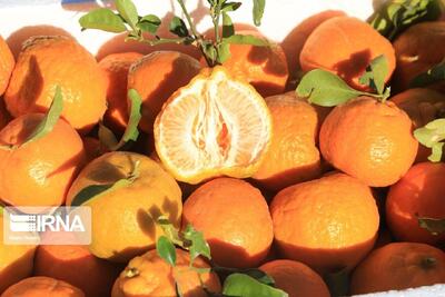 مگس میوه؛ تهدیدی جدی برای نارنگیهای پیشرس مازندران
