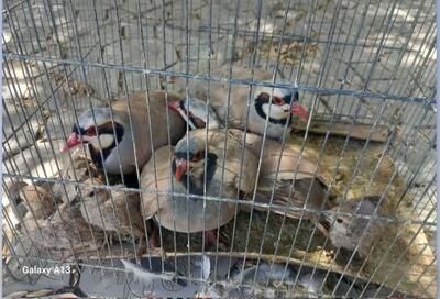 اخبار کوتاه محیطزیستی اصفهان