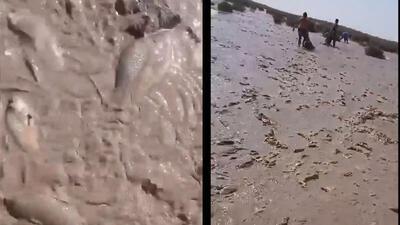  فیلم / شوک جدید از هامون؛ تنها یک ماه پس از جشن عجیب پرآبی، ماهی‌ها روی خاک خشک دارند جان می دهند/ هامون بدون حقابه احیا نمی‌شود