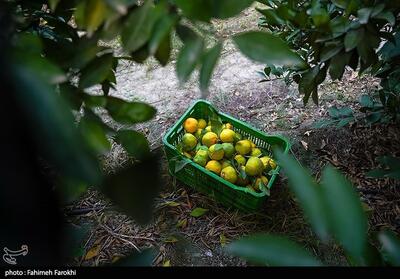 مگس میوه مدیترانهای در کمین طلای نارنجی مازندران - تسنیم