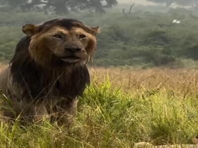  تصاویری دیدنی از یک شیر نر پس از بارش باران