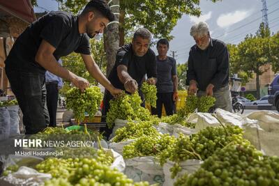  آبغوره‌گیری سنتی در شیراز