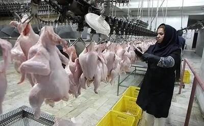 تأمین انرژی، نوسانات قوانین صادراتی و هزینههای ناشی از ارتقاء استانداردها؛ چالشهای کشتارگاههای استان مرکزی