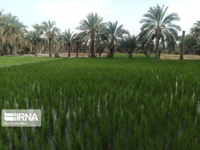 تغییر الگوی آبیاری شالیزارها؛ نسخه پژوهشگران برای صیانت از رودخانه کارون