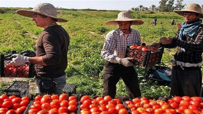  گران‌فروشی واسطه‌ها؛ عامل اصلی نوسانات قیمت در بازار داخلی