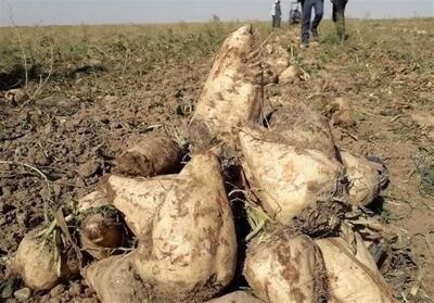 پیش‌بینی تولید 850 هزار تن چغندرقند در مزارع خراسان رضوی - تسنیم