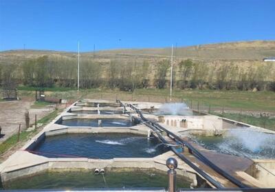 پرورش متراکم ماهی کپور در سیستان - تسنیم