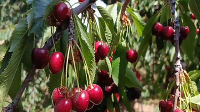  پیش بینی برداشت بیش از ۴۵۵ تن گیلاس تکدانه در مراغه