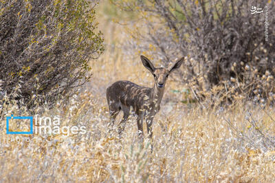  عکس/ آهوی ایرانی