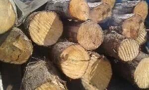 کشف ۵۰ تن چوب قاچاق در چهارباغ