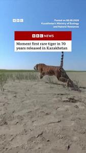  لحظه رهاسازی نخستین ببر سیبری در قزاقستان پس از 70 سال