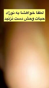 نوازش بچه مرال؛ مهری که میتواند به قیمت جانش تمام شود!